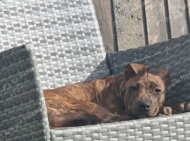 Staffy x cross