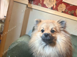 1 year old Pomeranian for sale read description