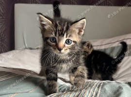 Kittens