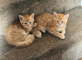 3 adorable kittens ready for forever homes