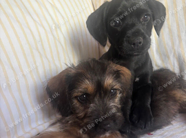 Border terrier x patterdale puppy&rsquo;s