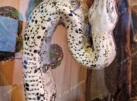 Boa constrictor
