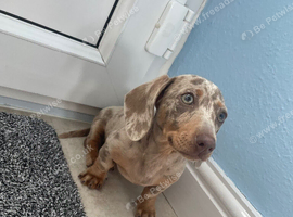 Isabella and tan miniature dachshund