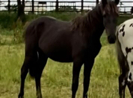 Friesian X Appaloosa filly