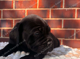 8 beautiful cane corso puppies for sale