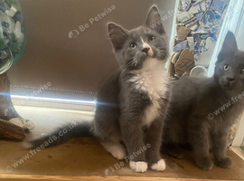 mainecoon x ragdoll  (Ragcoon) kittens