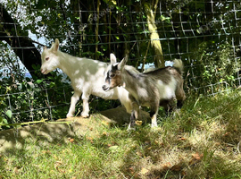 Pedigree Pygmy goat kids
