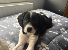 King Charles Cross border collie puppies