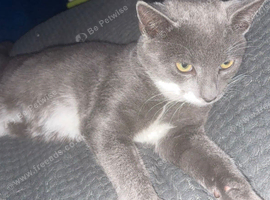 British shorthair X
