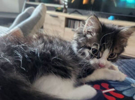 Kitten and all cat equipment for sale  Charlie &ndash; 10 Week Old Kitten Looking for a Loving Home
