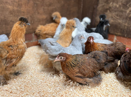 Pekin bantams