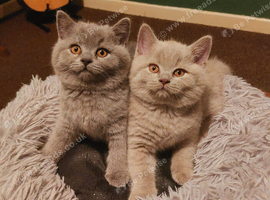 GCCF Registered British Shorthair Kittens