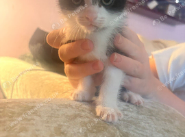 6 kittens for sale