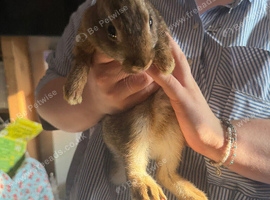 Mini Rex rabbits please read full add