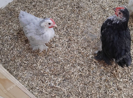 Pekin bantams