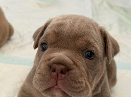 English bulldog puppies