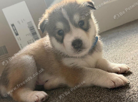 8 Beautifull alaskan malamute puppies