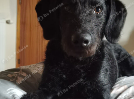 Labradoodle 8 months male