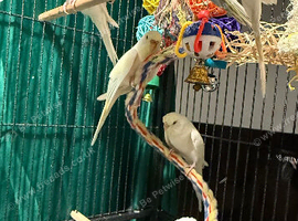 young  budgies available  Wa7  area
