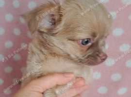 Ready Now Long coat chihuahua males