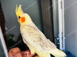 Hand reared cockatiels parrot