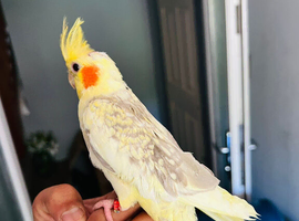 Baby tame cockatiel parrot