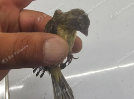Canary raza and irish fancy