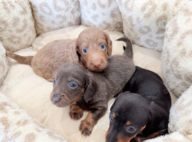 KC short haired and long haired puppies