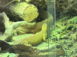 Free with enclosure