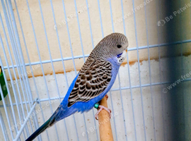 2 baby Budgie for sale