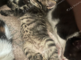 Kitten&rsquo;s