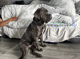 Loving family pet