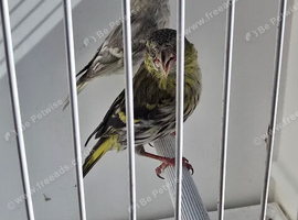 BEAUTIFUL PAIR SISKIN MUTATION COLOUR