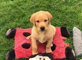 Fox Red Labrador Puppies - Beautiful Coats, Beautiful Companions!