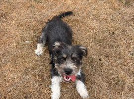 Jack Russell cross