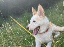 Japanese Akita x German shep x Alaskan malamute x rotteweiler female