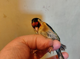 1 pair goldfinchs for sale 2025