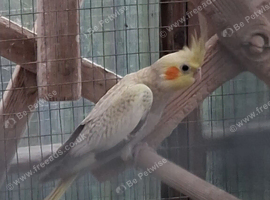 Pearl Pied Cinnamon