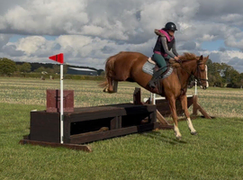16h 7 year old ID x ISH mare