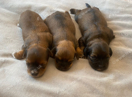 Dachshund
