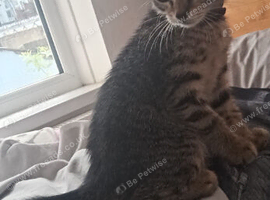 Lovely Tabby Girl Kitten