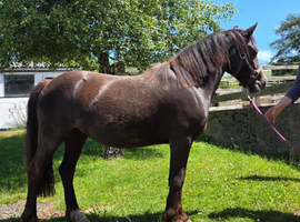 Sweet 3yr old Section C Filly