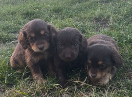 Puppies