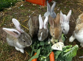 Stunning Continental Giant Rabbits