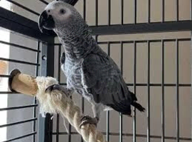 African Grey Male