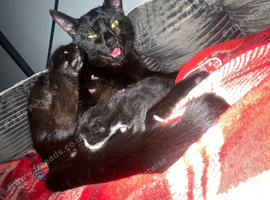 Kittens