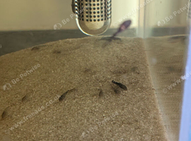 Bristlenose plecos