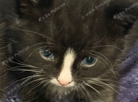 7week old male kitten