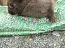 2 beautiful baby rabbits looking for there homes