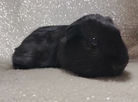 Lonely baby boy guinea pig ready now
